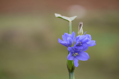 Monochoria vaginalis